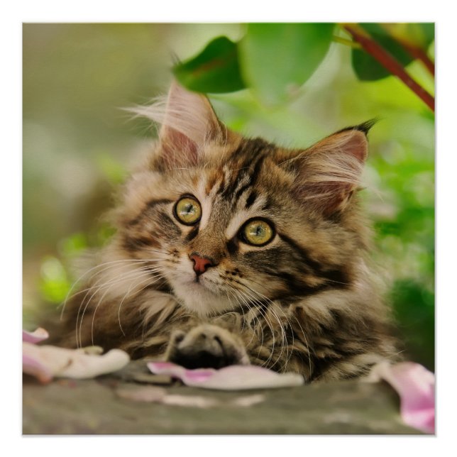 Póster Cute Maine Coon kitten (Anverso)