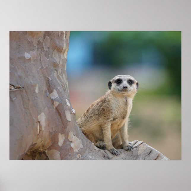Póster Cute Meerkat Sat en el árbol (Frente)