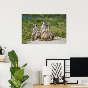 Póster Cute Meerkats