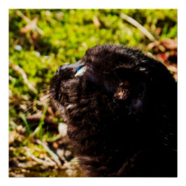 Póster Cute Munchkin Cat Buscando