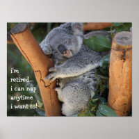 Cute Oso Koala, estoy retirado, ¡¡puedo dormir la 