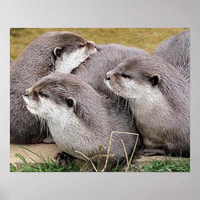 PÓSTER CUTE OTTERS (Frente)