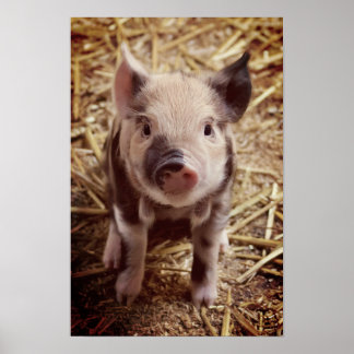 Póster Cute Piglet