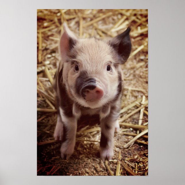 Póster Cute Piglet (Frente)
