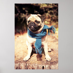 Póster Cute Pug Dog Portrait with Blue Scarf