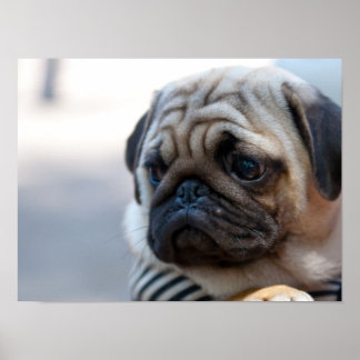 Póster Cute Pug Face Closeup