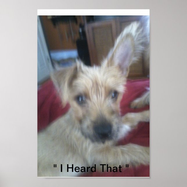 Póster cute puppies (Frente)