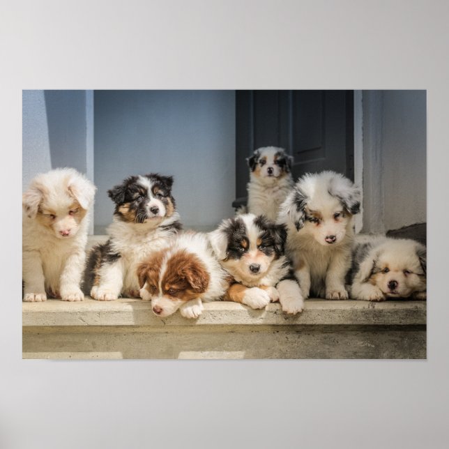 Póster Cute Puppies Canvas Premium (Gloss) (Frente)