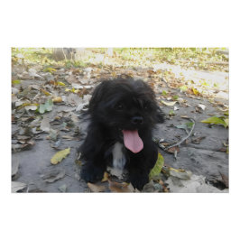 Póster Cute Puppy Alert