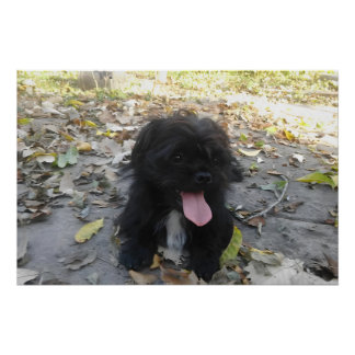 Póster Cute Puppy Alert