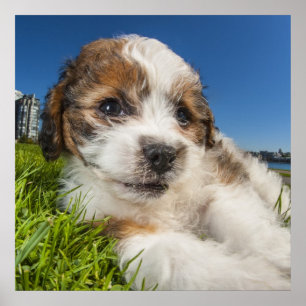 Póster Cute puppy dog (Shitzu)