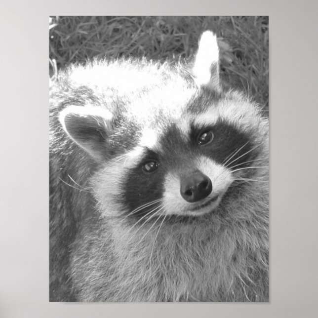Póster Cute Raccoon (Frente)
