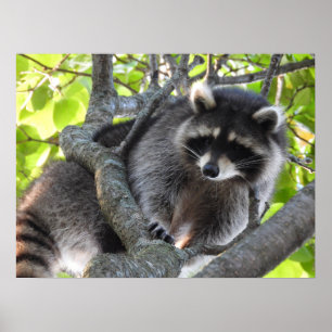 Póster Cute Raccoon en un árbol