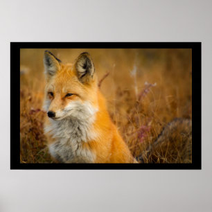 Póster Cute Red Fox Wilderness Nature Photography