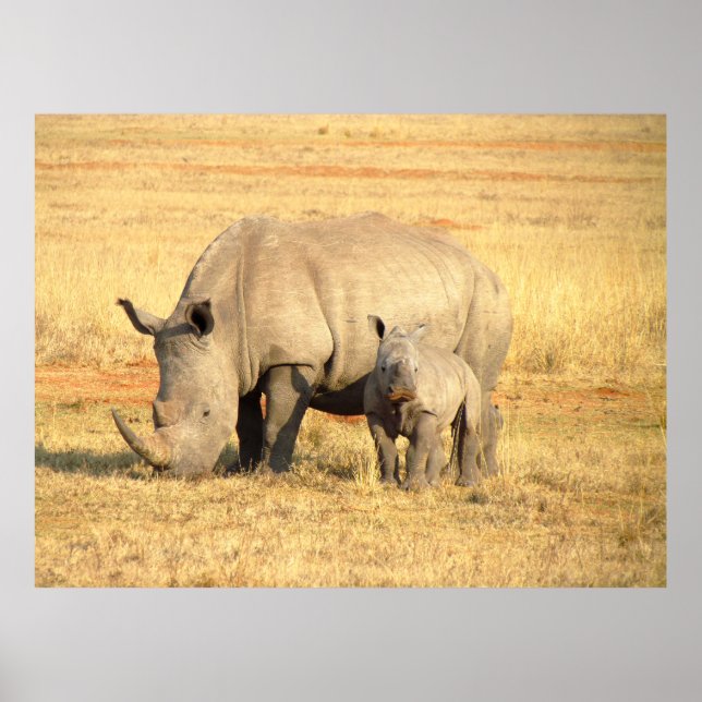 Póster Cute rhinoceros in africa  (Frente)