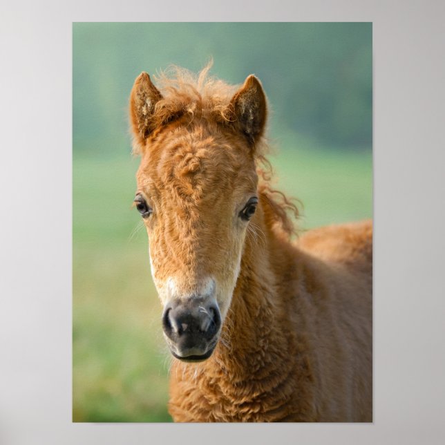 Póster Cute Shetland Pony Foal Horse Head Frontal - (Frente)