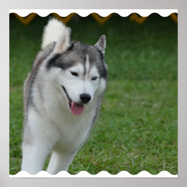 Póster Cute Siberian Husky (Frente)