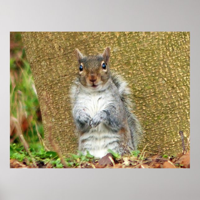 Póster Cute Squirrel (Frente)