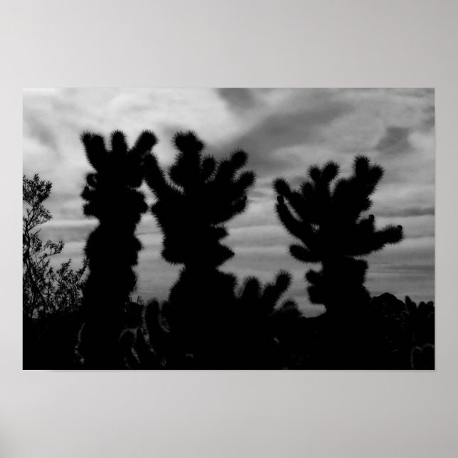 Póster CUTE Teddy Bear Cholla Cactus (Frente)