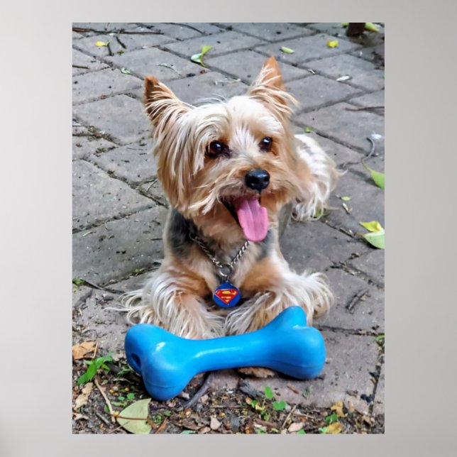 Póster Cute Terrier (Frente)