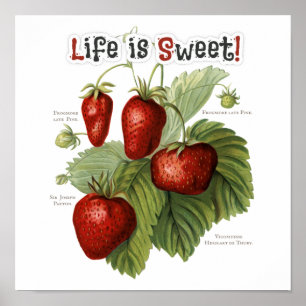 Póster Cute Vintage Fresa Variedades La vida es dulce