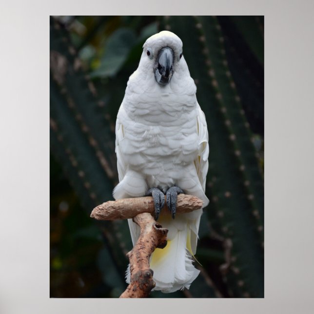 Póster Cute white cockatoo     (Frente)