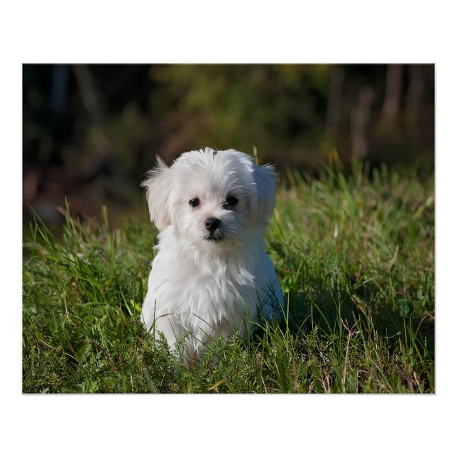 Póster Cute white puppy (Anverso)