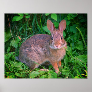 Póster Cute Wild Brown Rabbit Wildlife