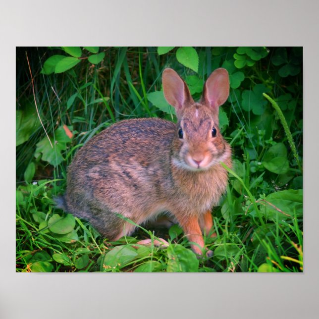 Póster Cute Wild Brown Rabbit Wildlife (Frente)