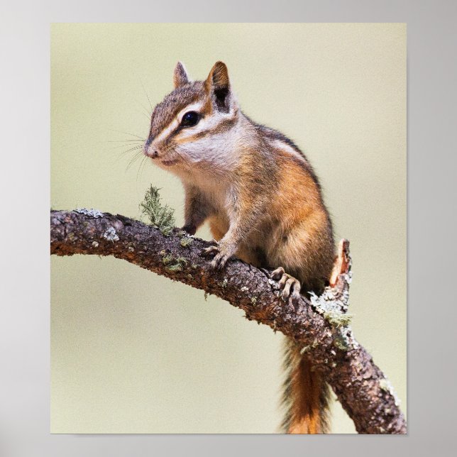 Póster Cute y Chubby Chipmunk (Frente)