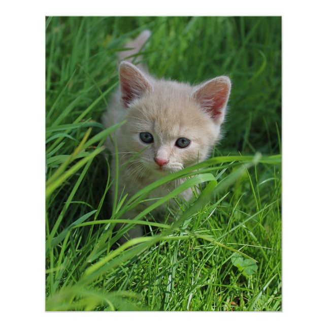 Póster Cuteness (Anverso)