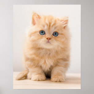 Póster Cutest Baby Animals   A British Longhair Kitten