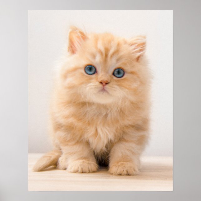 Póster Cutest Baby Animals | A British Longhair Kitten (Frente)