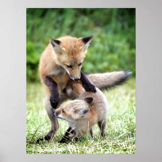Póster Cutest Baby Animals | Adorable Fox Kit & Mama (Frente)