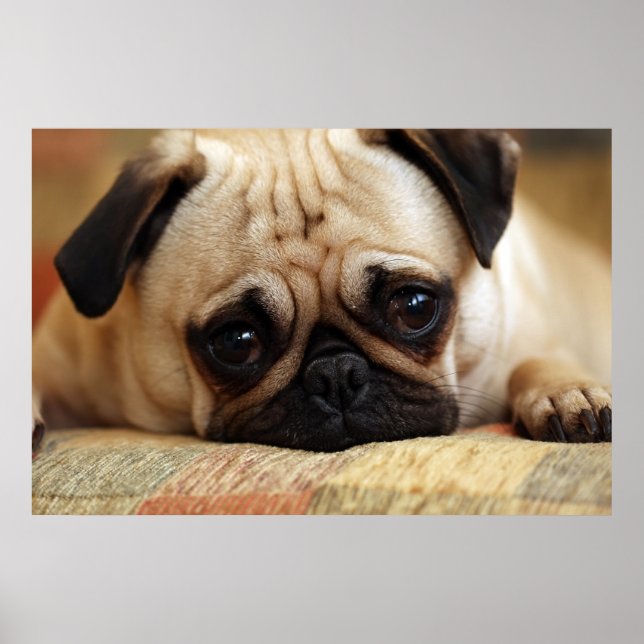 Póster Cutest Baby Animals | Baby Pug Puppy (Frente)