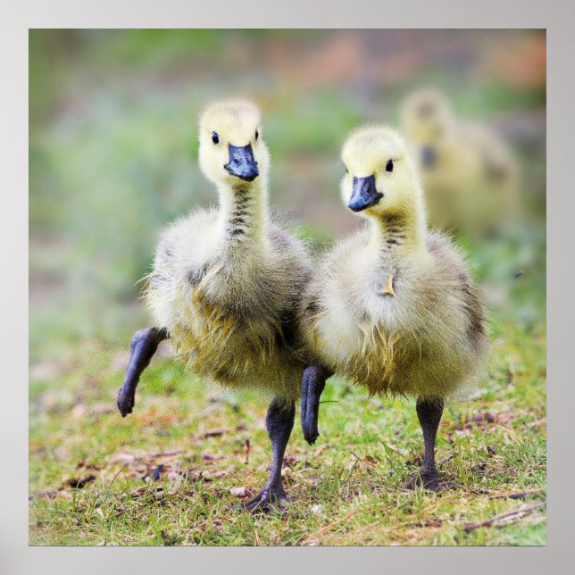 Póster Cutest Baby Animals | Canadian Goose Goslings (Frente)
