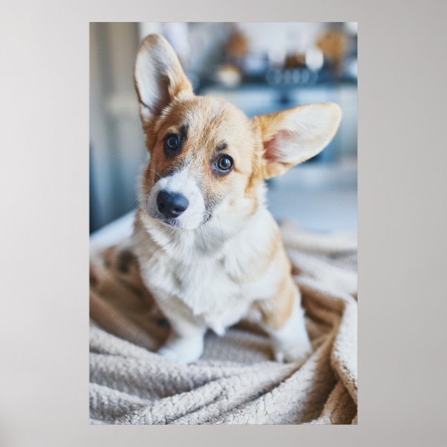 Póster Cutest Baby Animals | Corgi Head Tilt (Frente)