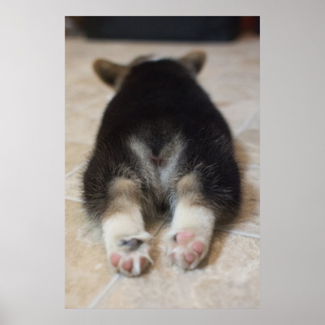 Póster Cutest Baby Animals | Corgi Puppy Behind (Frente)