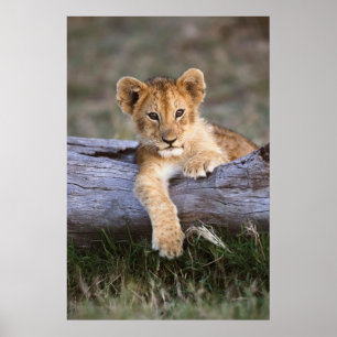 Póster Cutest Baby Animals Cute Lion Cub