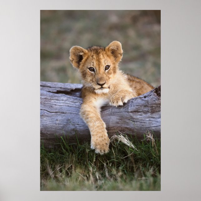Póster Cutest Baby Animals | Cute Lion Cub (Frente)