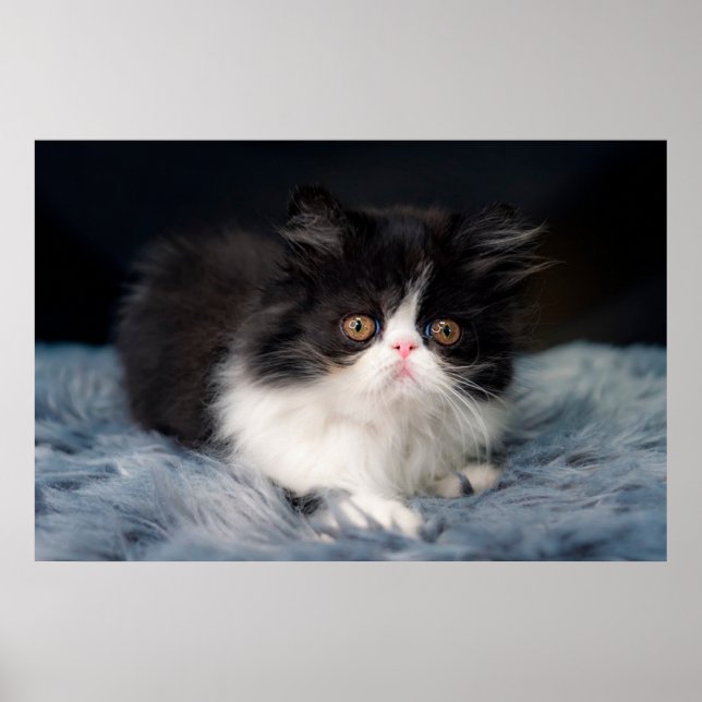 Póster Cutest Baby Animals | Fluffy B&W Kitten (Frente)