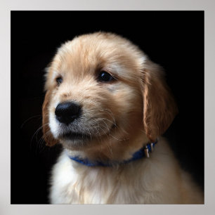 Póster Cutest Baby Animals   Golden Retriever Puppy