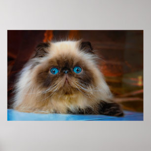 Póster Cutest Baby Animals   Himalayan Cat