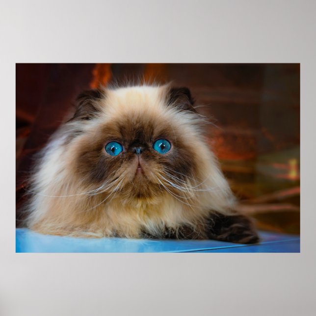 Póster Cutest Baby Animals | Himalayan Cat (Frente)