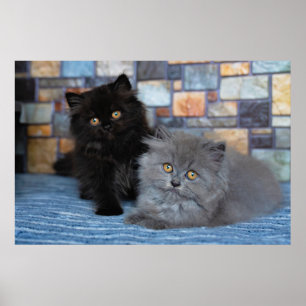 Póster Cutest Baby Animals   Persian Kittens on Blanket
