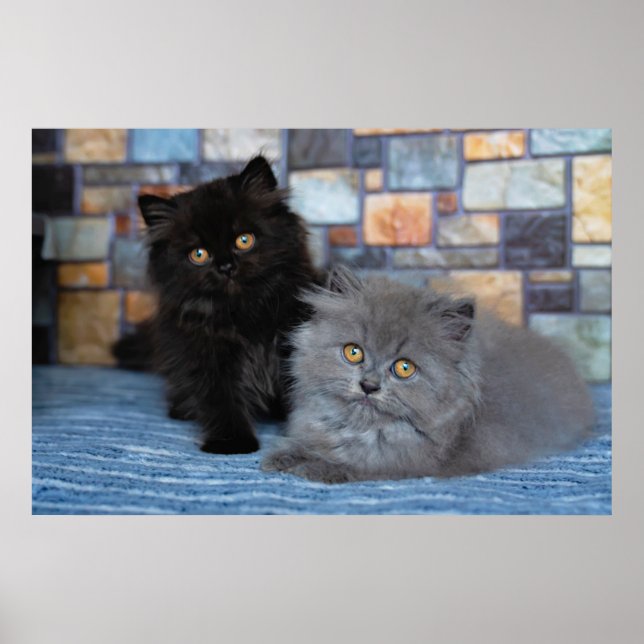 Póster Cutest Baby Animals | Persian Kittens on Blanket (Frente)