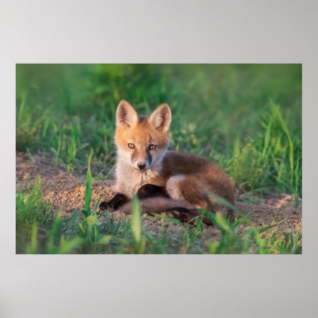 Póster Cutest Baby Animals | Red Fox Kit Relaxing (Frente)