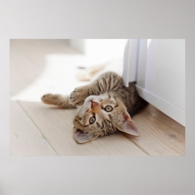 Póster Cutest Baby Animals | Shorthair Tabby Kitten (Frente)
