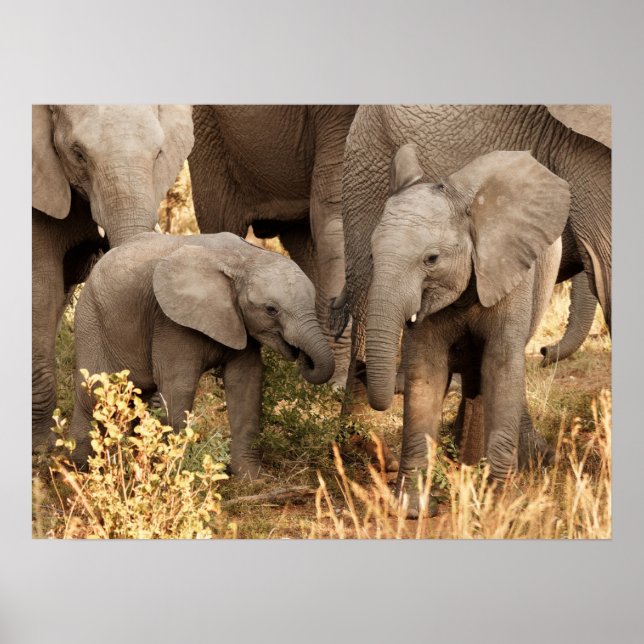 Póster Cutest Baby Animals | Two Young Elephants (Frente)
