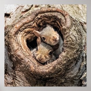Póster Cutest Baby Animals Two Young Squirrels